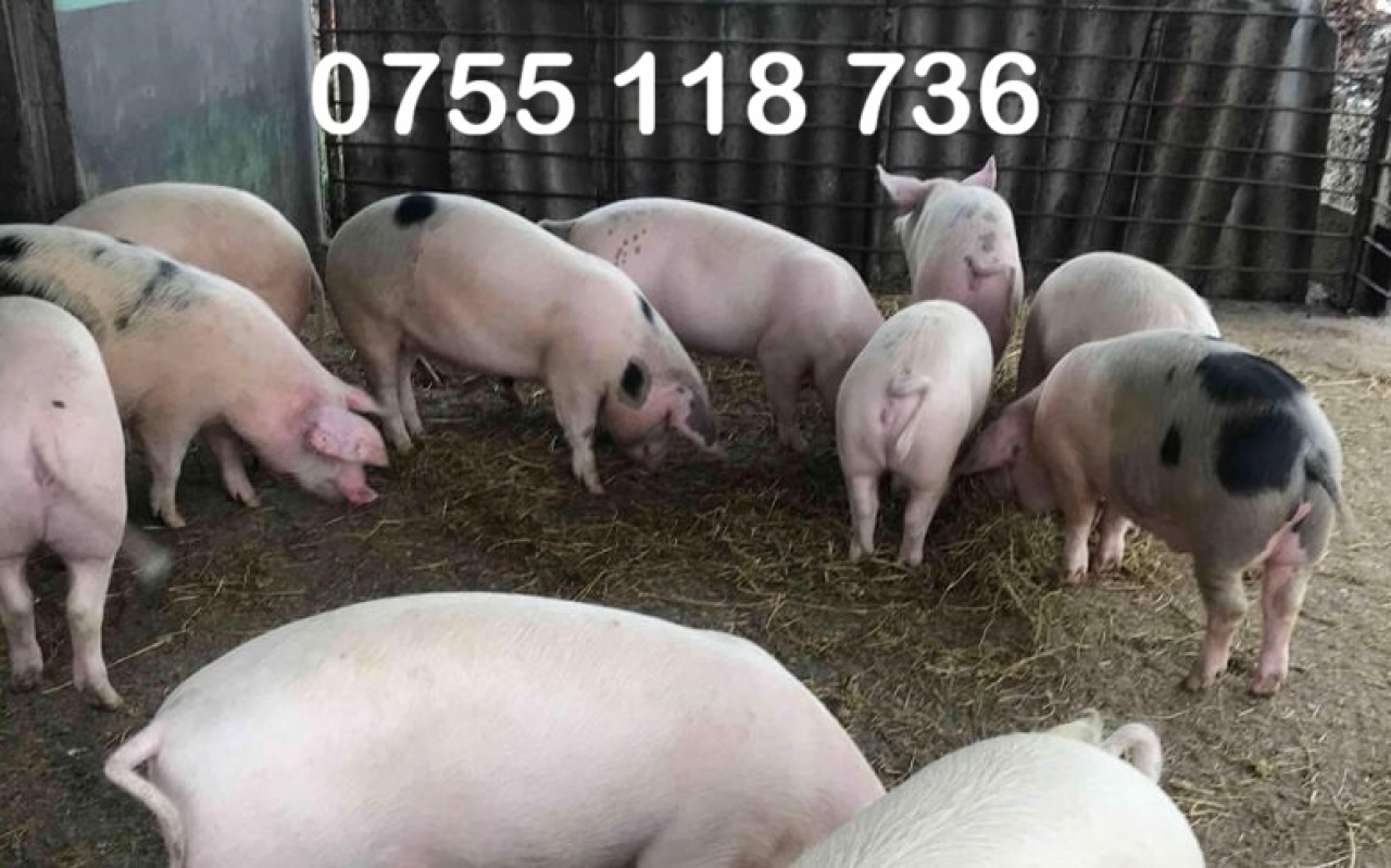 Vand porci si purcelusi de tara