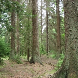 Vand padure Bacau - 270 ha teren padure - imaginea 2