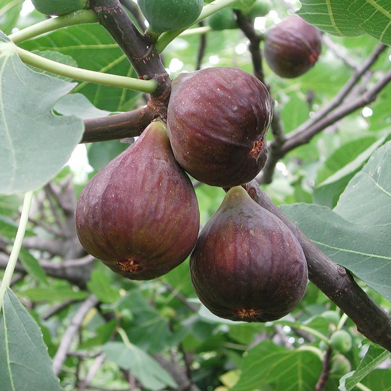 Butasi Smochini Soiul Violet  Napolitan