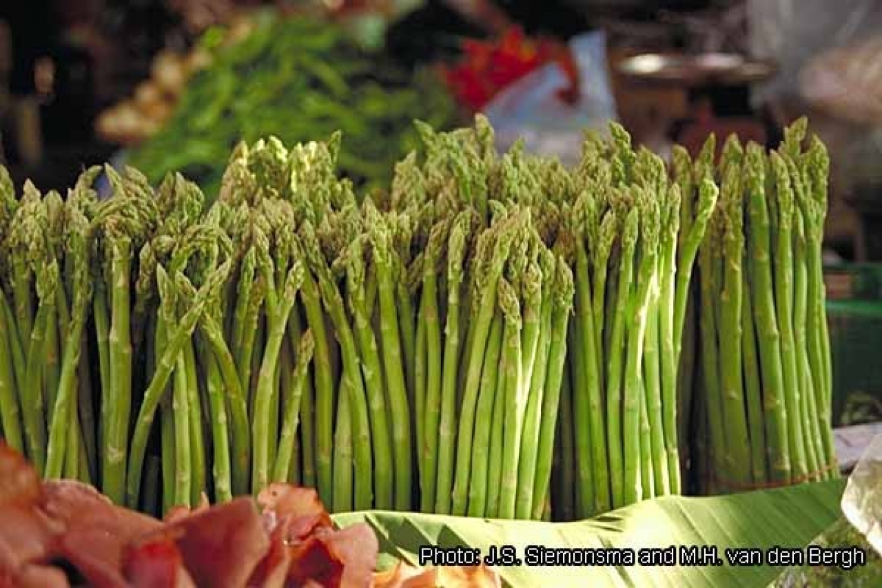 agricultura Germania la sparanghel