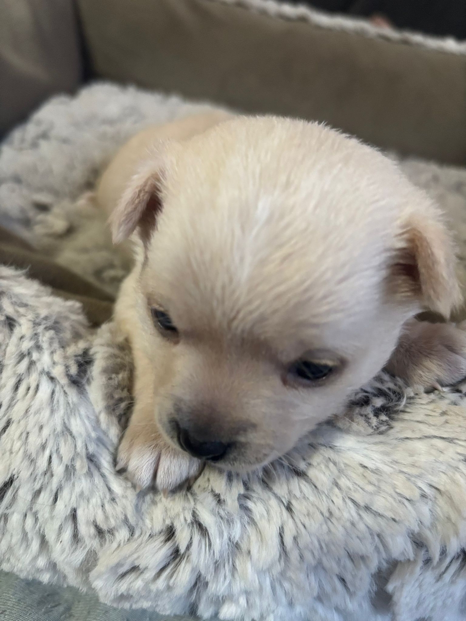 Vând cățel chihuahua 