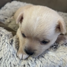 Vând cățel chihuahua 