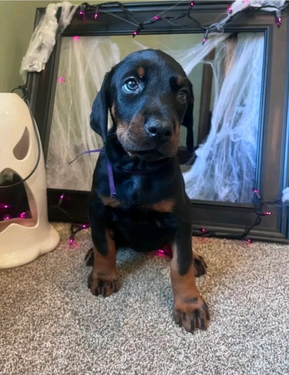 Căței Dobermann de vânzare Dobermanii sunt inteligenți, loiali și prot