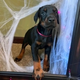 Căței Dobermann de vânzare Dobermanii sunt inteligenți, loiali și prot - imaginea 3