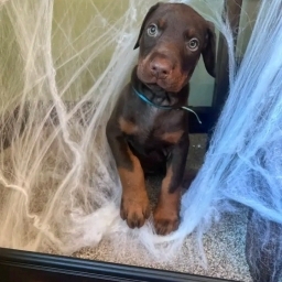 Căței Dobermann de vânzare Dobermanii sunt inteligenți, loiali și prot - imaginea 2