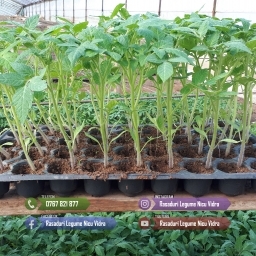 Vand Rasad Rosii Ardei Vinete Castraveti Varza | Rasaduri Legume 2026 - imaginea 2