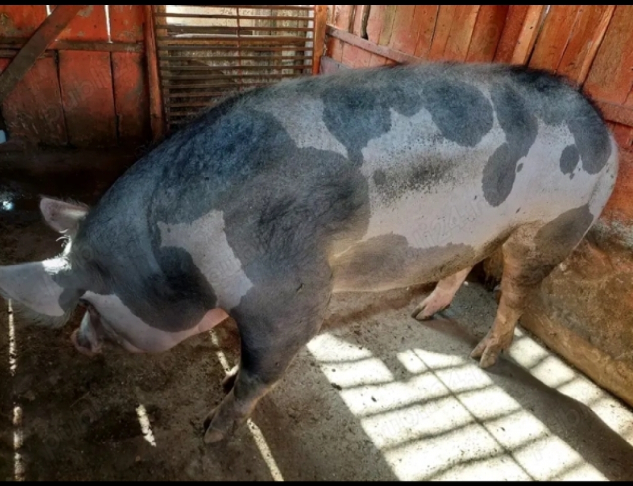 Donez porc unei familii nevoiașe.