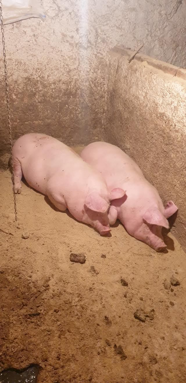 Vand porci diferite marimi