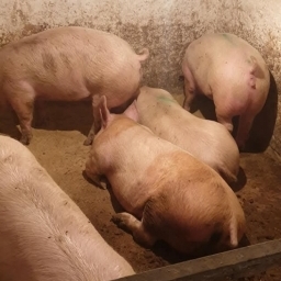 Vand porci diferite marimi - imaginea 2