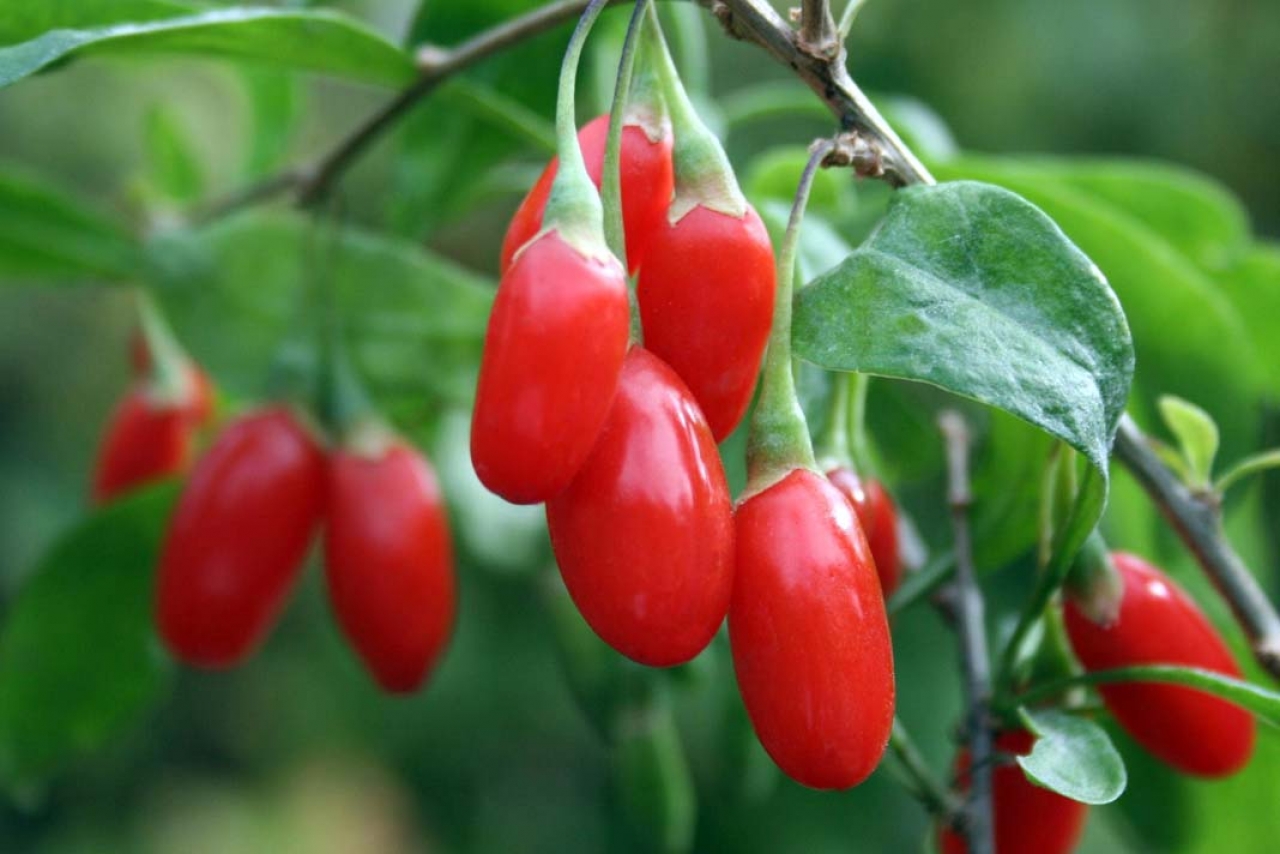 Butasi Goji Soiul Ningxia 