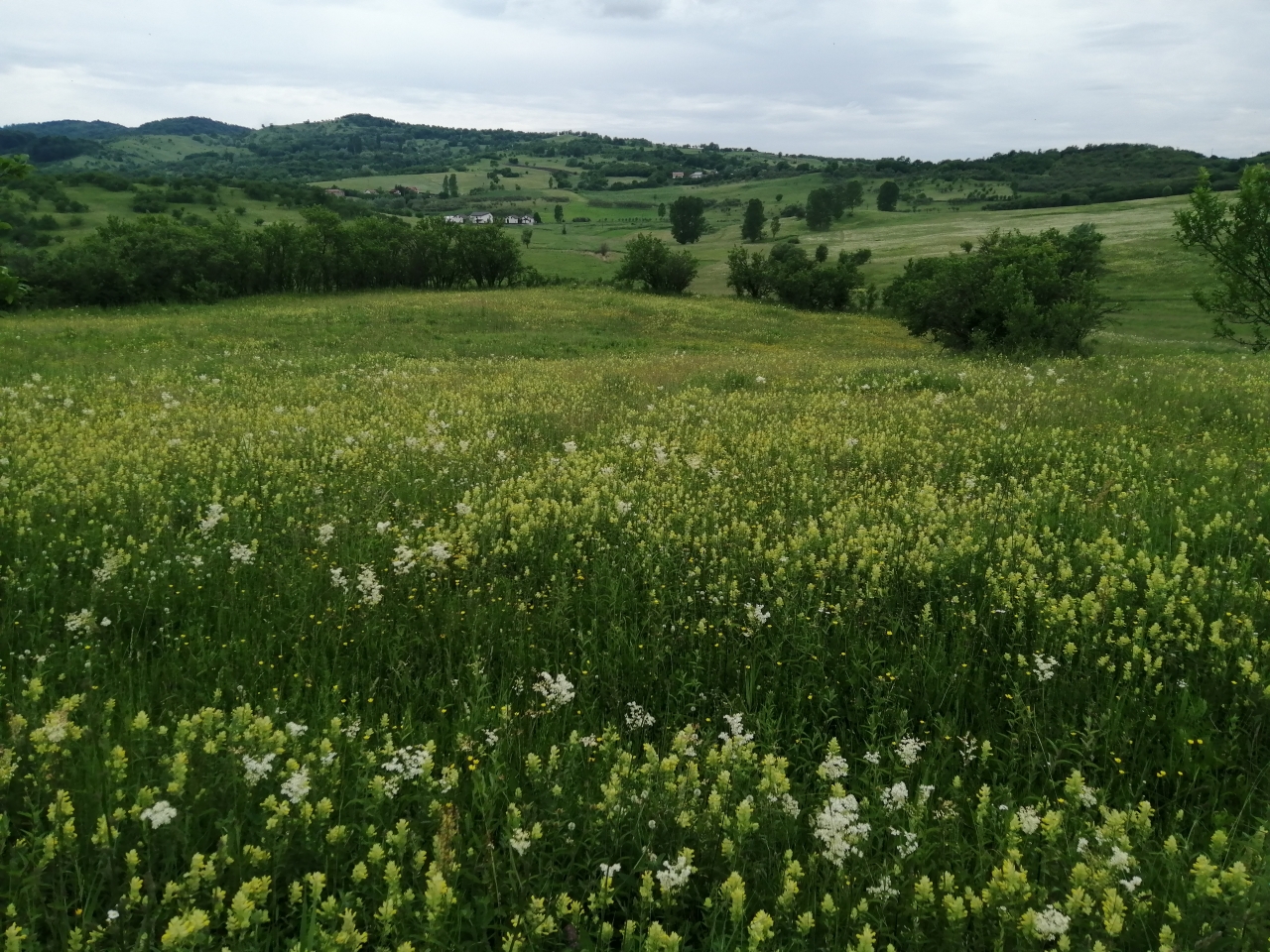Vand 4777 mp teren extravilan in Posesti, judetul Prahova