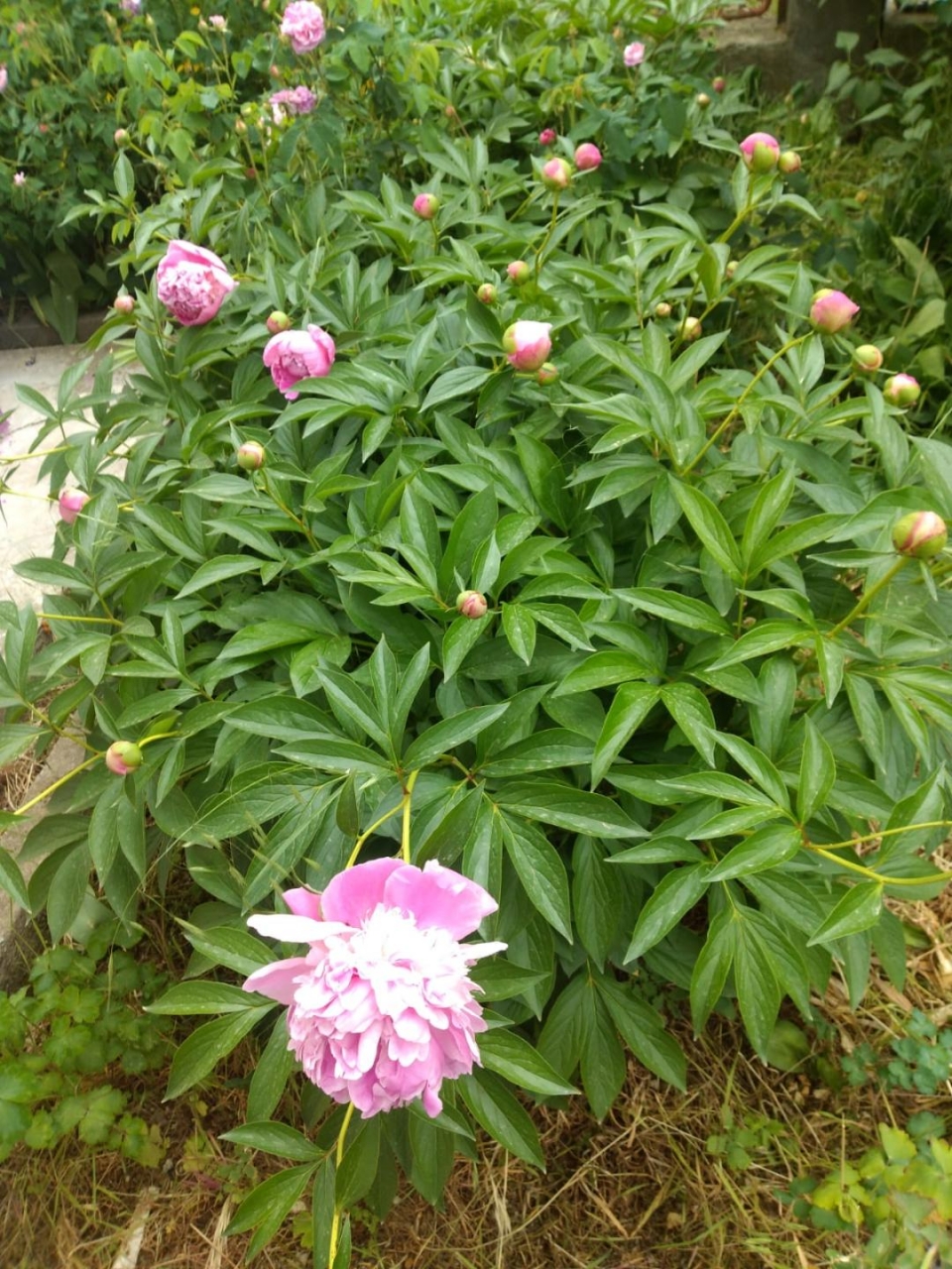 Vanzare cas a Varasti, langa Bucuresti