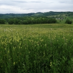 Vand 4777 mp teren extravilan in Posesti, judetul Prahova - imaginea 3