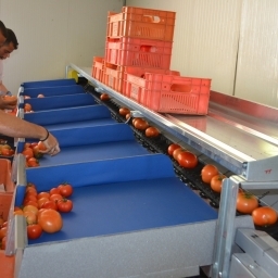 angajam la hale de rosii in germania